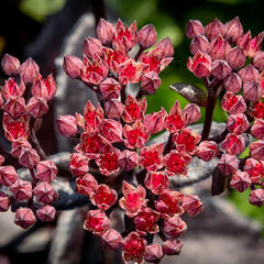 Rozchodník nachový 'Black Knight' - Sedum telephium 'Black Knight'