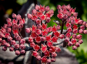 Rozchodník nachový 'Black Knight' - Sedum telephium 'Black Knight'