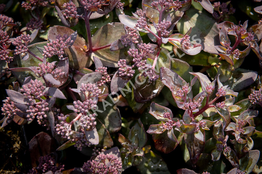 Rozchodník nachový 'Jose Aubergine' - Sedum telephium 'Jose Aubergine'