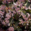 Rozchodník nachový 'Jose Aubergine' - Sedum telephium 'Jose Aubergine'