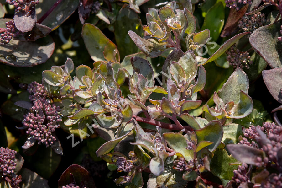 Rozchodník nachový 'Jose Aubergine' - Sedum telephium 'Jose Aubergine'