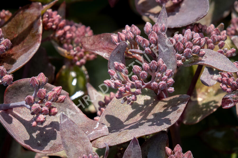 Rozchodník nachový 'Jose Aubergine' - Sedum telephium 'Jose Aubergine'