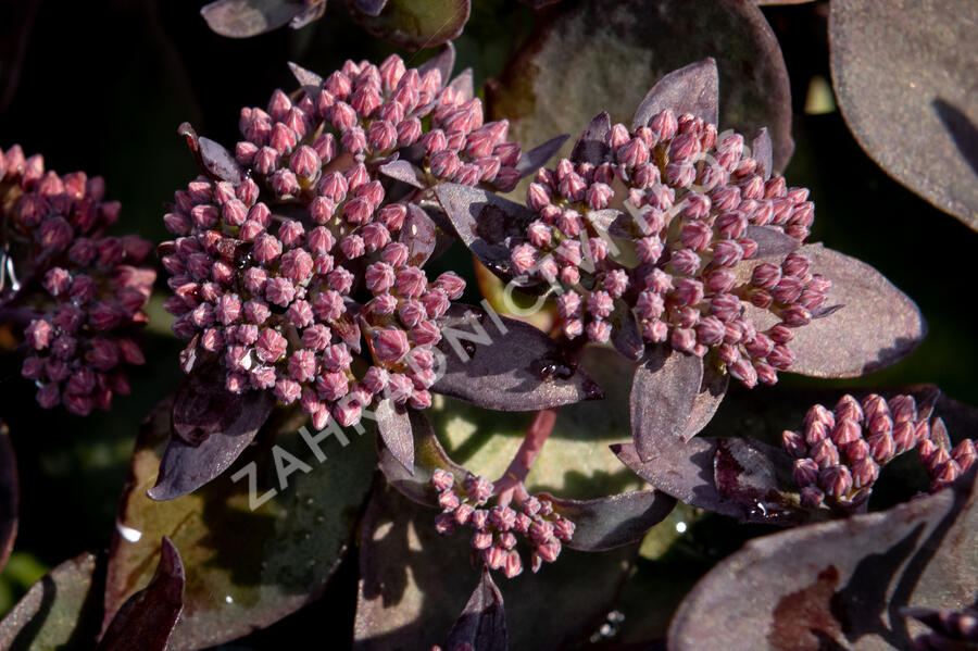Rozchodník nachový 'Jose Aubergine' - Sedum telephium 'Jose Aubergine'