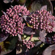 Rozchodník nachový 'Jose Aubergine' - Sedum telephium 'Jose Aubergine'