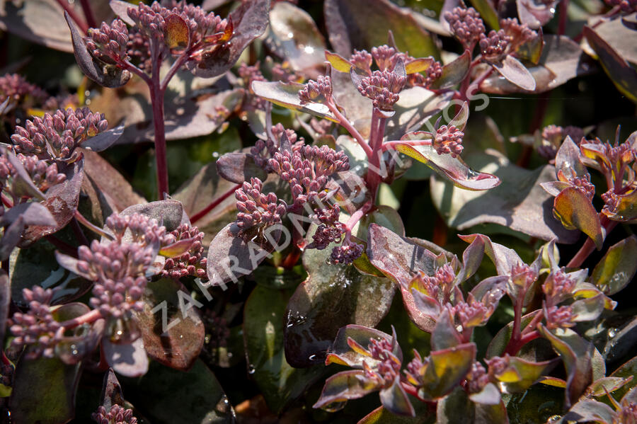 Rozchodník nachový 'Jose Aubergine' - Sedum telephium 'Jose Aubergine'