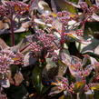 Rozchodník nachový 'Jose Aubergine' - Sedum telephium 'Jose Aubergine'