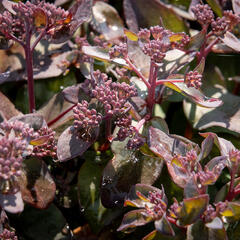 Rozchodník nachový 'Jose Aubergine' - Sedum telephium 'Jose Aubergine'