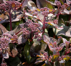 Rozchodník nachový 'Jose Aubergine' - Sedum telephium 'Jose Aubergine'