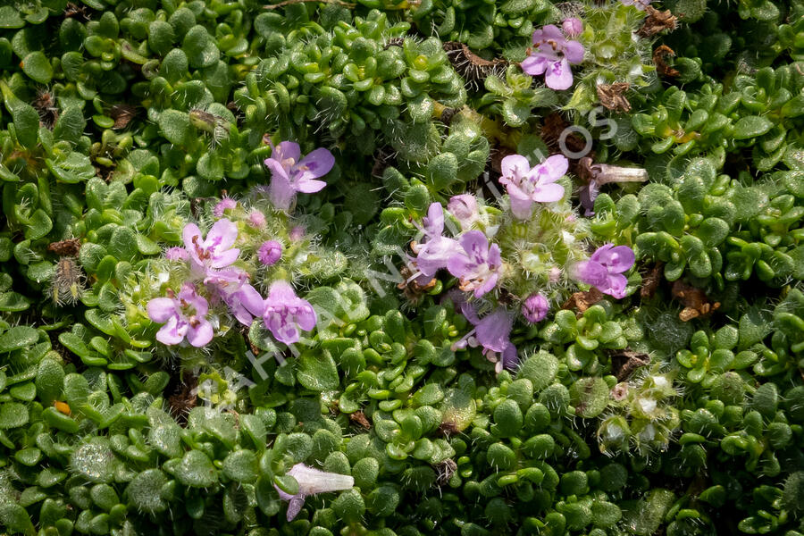 Mateřídouška úzkolistá 'Elfin' - Thymus serpyllum 'Elfin'