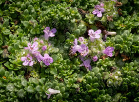 Mateřídouška úzkolistá 'Elfin' - Thymus serpyllum 'Elfin'