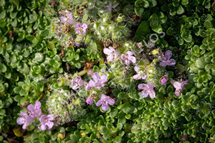 Mateřídouška úzkolistá 'Elfin' - Thymus serpyllum 'Elfin'
