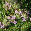 Mateřídouška úzkolistá 'Elfin' - Thymus serpyllum 'Elfin'