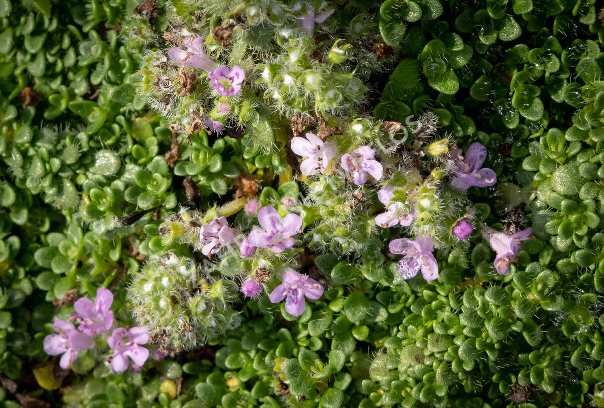 Mateřídouška úzkolistá 'Elfin' - Thymus serpyllum 'Elfin'
