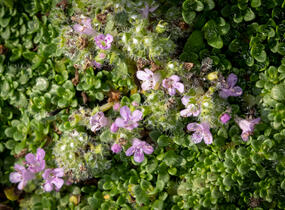 Mateřídouška úzkolistá 'Elfin' - Thymus serpyllum 'Elfin'