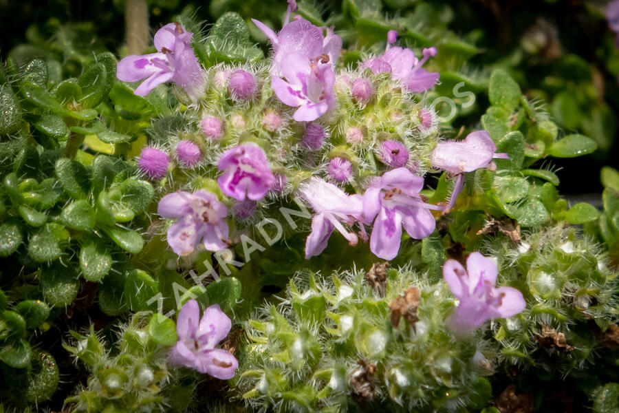 Mateřídouška úzkolistá 'Elfin' - Thymus serpyllum 'Elfin'