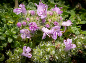 Mateřídouška úzkolistá 'Elfin' - Thymus serpyllum 'Elfin'