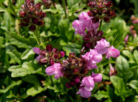 Černohlávek 'Summer Daze' - Prunella hybridum 'Summer Daze'