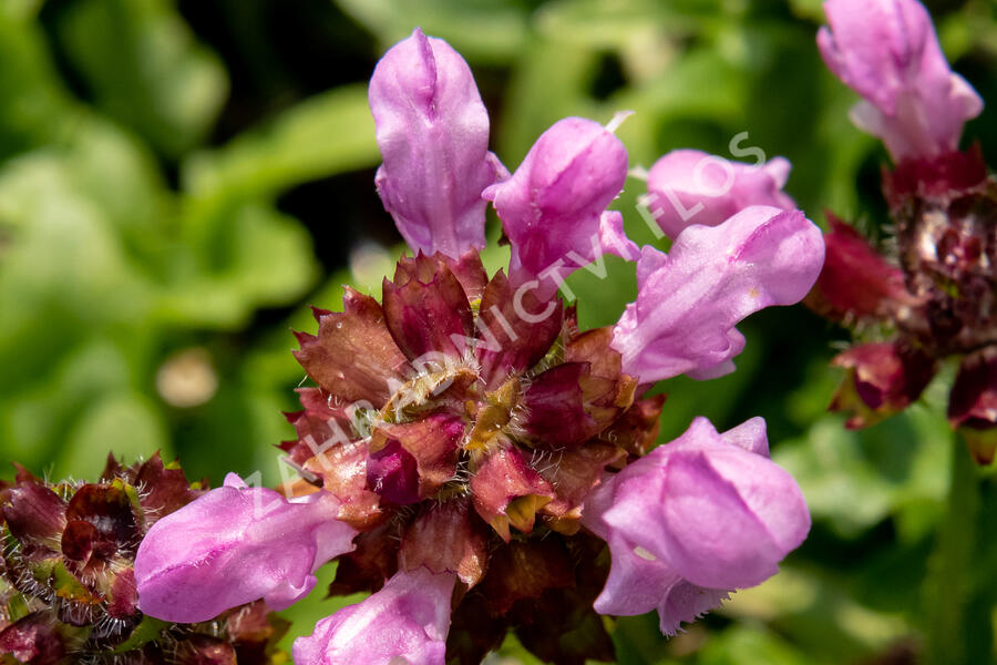 Černohlávek 'Summer Daze' - Prunella hybridum 'Summer Daze'