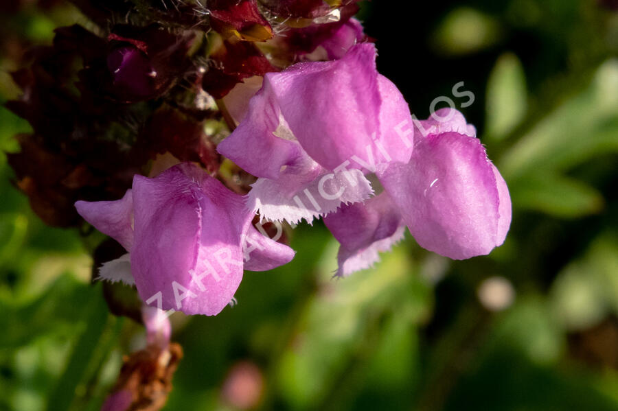 Černohlávek 'Summer Daze' - Prunella hybridum 'Summer Daze'