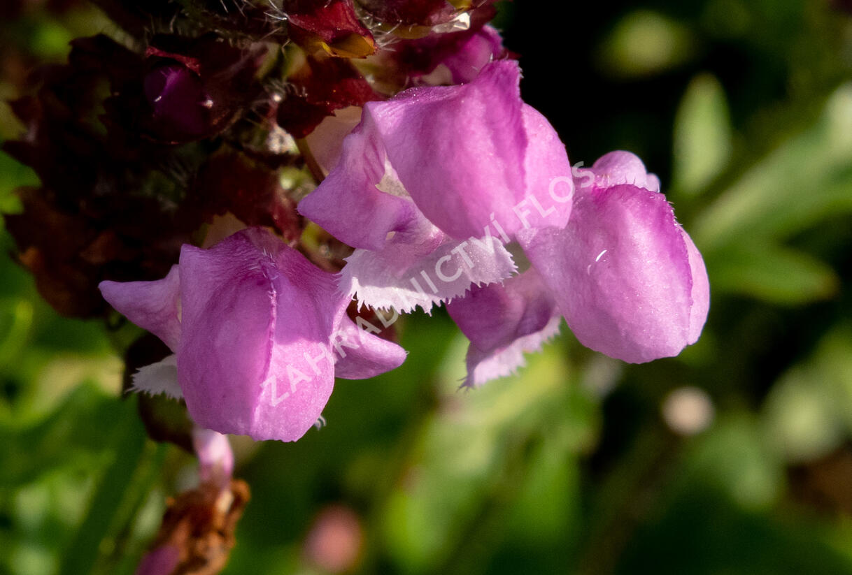 Černohlávek 'Summer Daze' - Prunella hybridum 'Summer Daze'