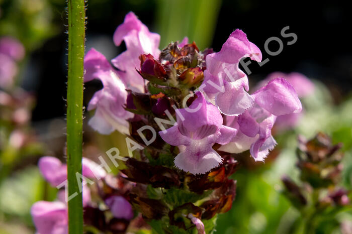 Černohlávek 'Summer Daze' - Prunella hybridum 'Summer Daze'