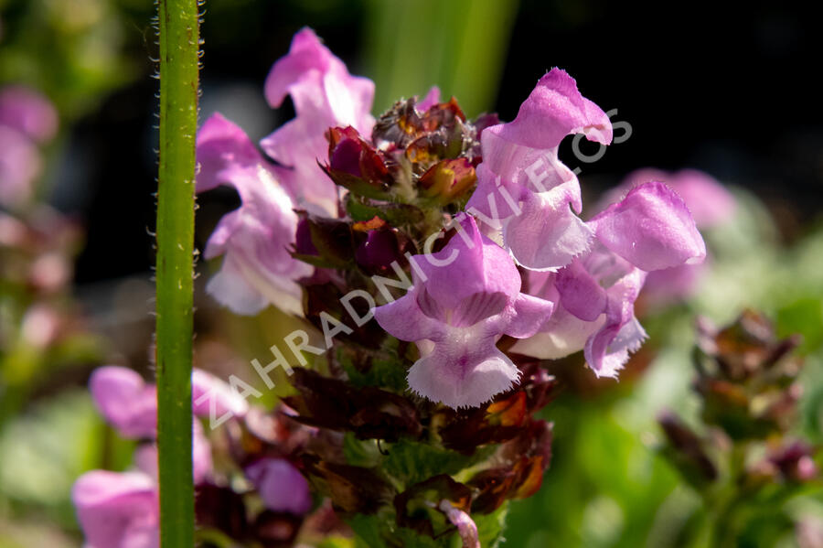 Černohlávek 'Summer Daze' - Prunella hybridum 'Summer Daze'
