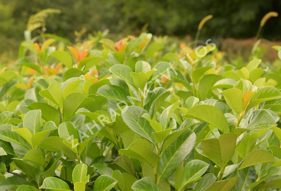 Bobkovišeň lékařská 'Etna' - Prunus laurocerasus 'Etna'