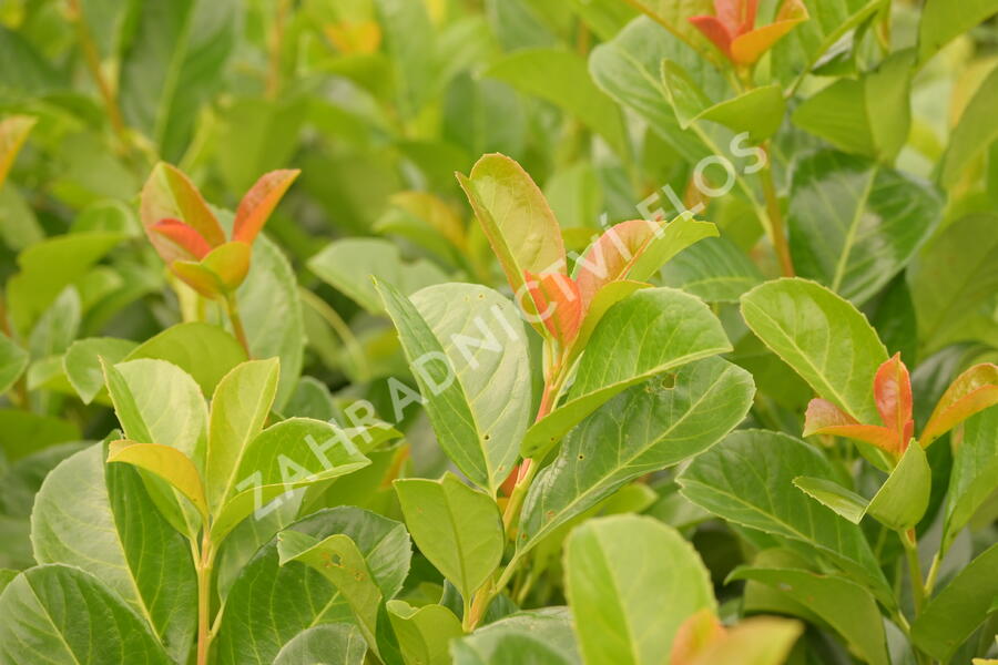 Bobkovišeň lékařská 'Etna' - Prunus laurocerasus 'Etna'