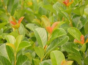 Bobkovišeň lékařská 'Etna' - Prunus laurocerasus 'Etna'