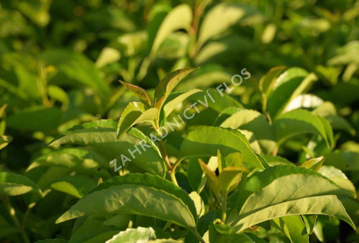 Bobkovišeň portugalská 'Tico' - Prunus lusitanica azorica 'Tico'