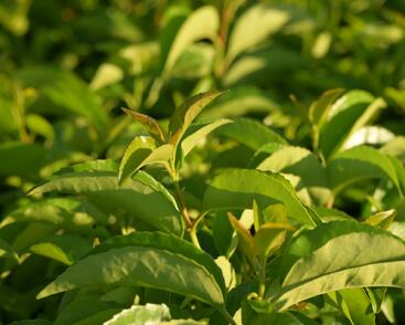 Bobkovišeň portugalská 'Tico'