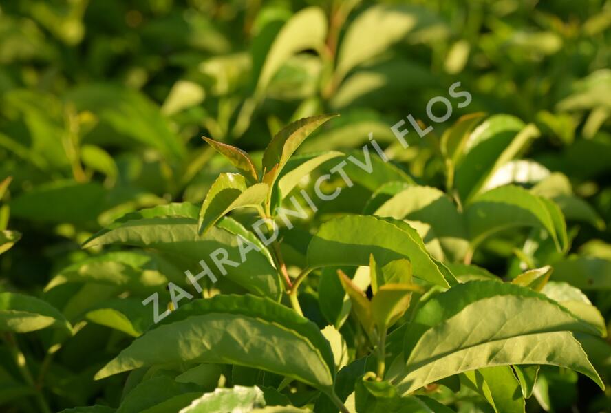 Bobkovišeň portugalská 'Tico' - Prunus lusitanica azorica 'Tico'