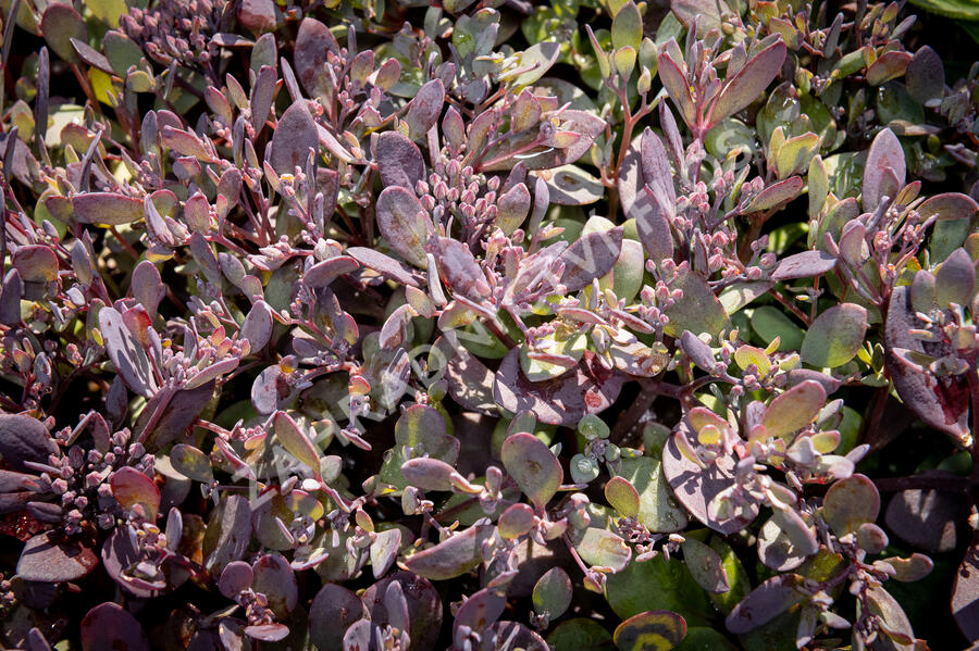 Rozchodník SunSparkler® 'Plum Dazzled' - Sedum hybridum SunSparkler® 'Plum Dazzled'