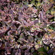 Rozchodník SunSparkler® 'Plum Dazzled' - Sedum hybridum SunSparkler® 'Plum Dazzled'