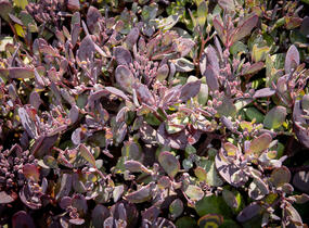 Rozchodník rozvětvený SunSparkler® 'Plum Dazzled' - Sedum cauticola SunSparkler® 'Plum Dazzled'