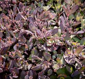 Rozchodník SunSparkler® 'Plum Dazzled' - Sedum hybridum SunSparkler® 'Plum Dazzled'