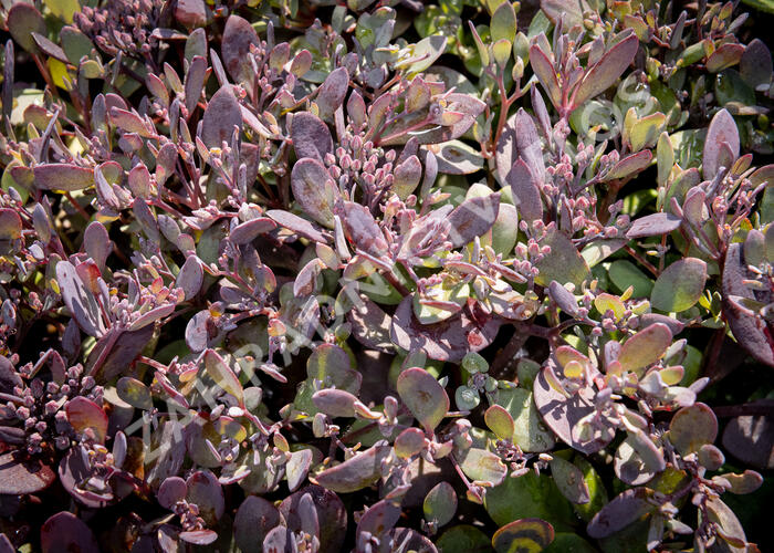 Rozchodník SunSparkler® 'Plum Dazzled' - Sedum hybridum SunSparkler® 'Plum Dazzled'