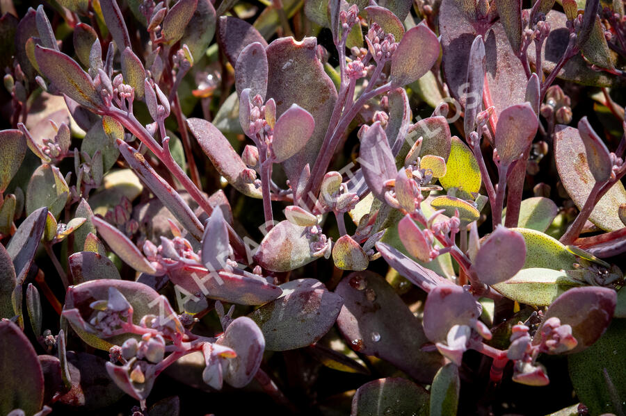 Rozchodník SunSparkler® 'Plum Dazzled' - Sedum hybridum SunSparkler® 'Plum Dazzled'