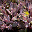 Rozchodník SunSparkler® 'Plum Dazzled' - Sedum hybridum SunSparkler® 'Plum Dazzled'