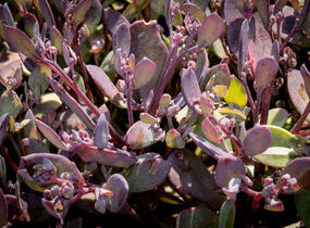 Rozchodník rozvětvený SunSparkler® 'Plum Dazzled' - Sedum cauticola SunSparkler® 'Plum Dazzled'