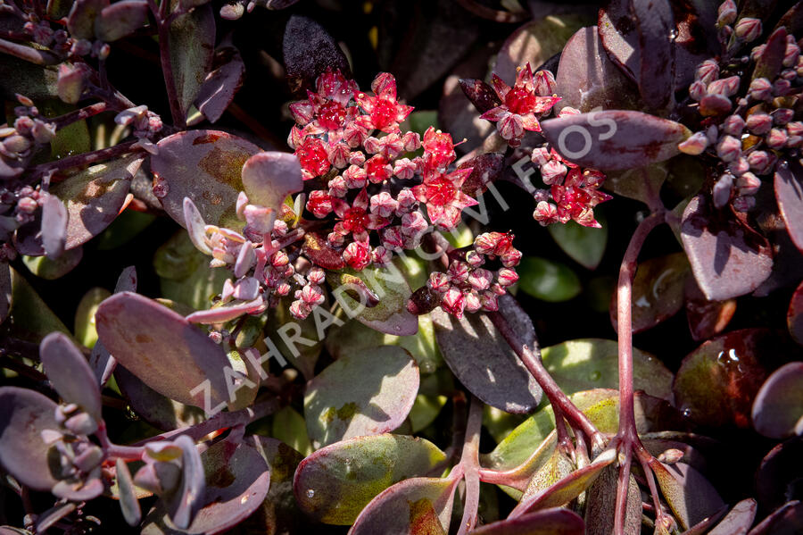 Rozchodník SunSparkler® 'Plum Dazzled' - Sedum hybridum SunSparkler® 'Plum Dazzled'
