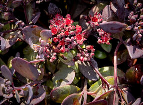 Rozchodník rozvětvený SunSparkler® 'Plum Dazzled' - Sedum cauticola SunSparkler® 'Plum Dazzled'