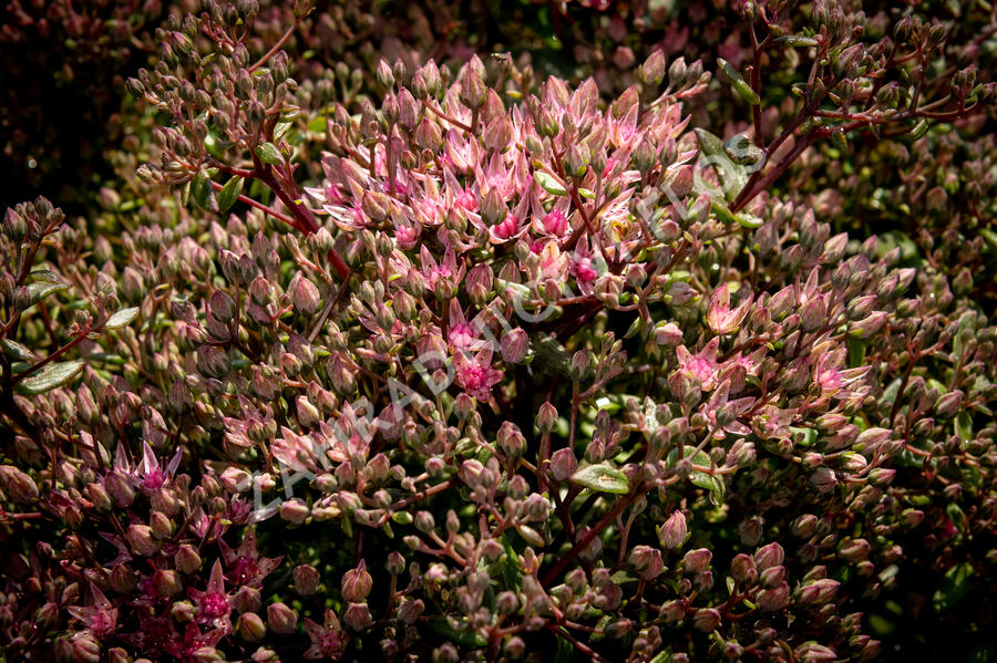 Rozchodník SunSparkler® 'Jade Tuffet' - Sedum hybridum SunSparkler® 'Jade Tuffet'