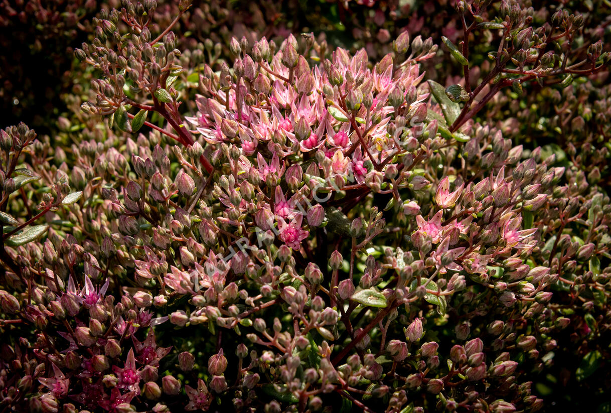 Rozchodník větvený SunSparkler® 'Jade Tuffet' - Sedum cauticola SunSparkler® 'Jade Tuffet'
