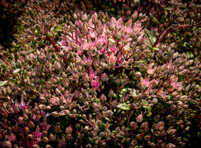 Rozchodník větvený SunSparkler® 'Jade Tuffet' - Sedum cauticola SunSparkler® 'Jade Tuffet'