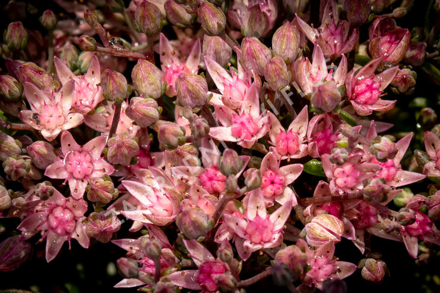 Rozchodník SunSparkler® 'Jade Tuffet' - Sedum hybridum SunSparkler® 'Jade Tuffet'