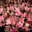 Rozchodník SunSparkler® 'Jade Tuffet' - Sedum hybridum SunSparkler® 'Jade Tuffet'