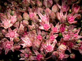 Rozchodník větvený SunSparkler® 'Jade Tuffet' - Sedum cauticola SunSparkler® 'Jade Tuffet'
