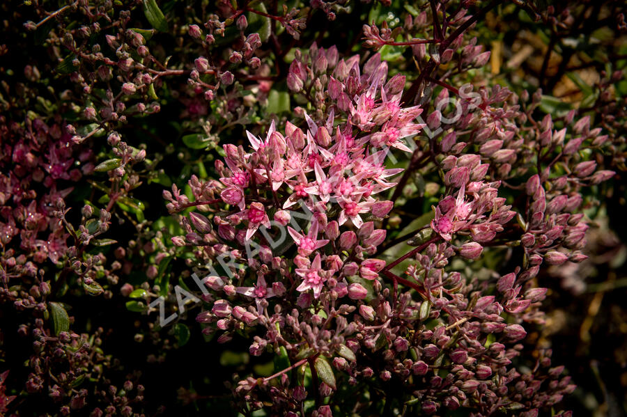 Rozchodník SunSparkler® 'Jade Tuffet' - Sedum hybridum SunSparkler® 'Jade Tuffet'