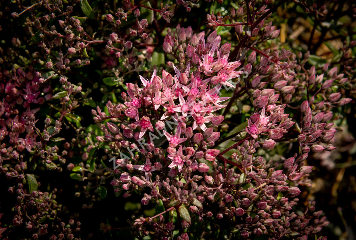 Rozchodník větvený SunSparkler® 'Jade Tuffet' - Sedum cauticola SunSparkler® 'Jade Tuffet'